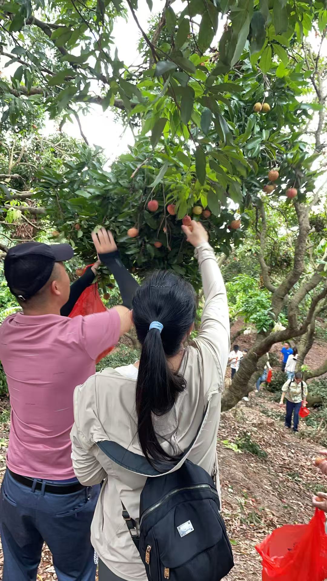 2025年公司团建摘荔枝